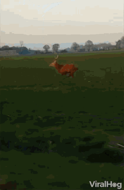 a deer is running through a grassy field and is being filmed by a car