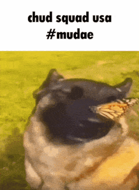 a picture of a dog with a butterfly in its mouth that says chud squad usa #mudae