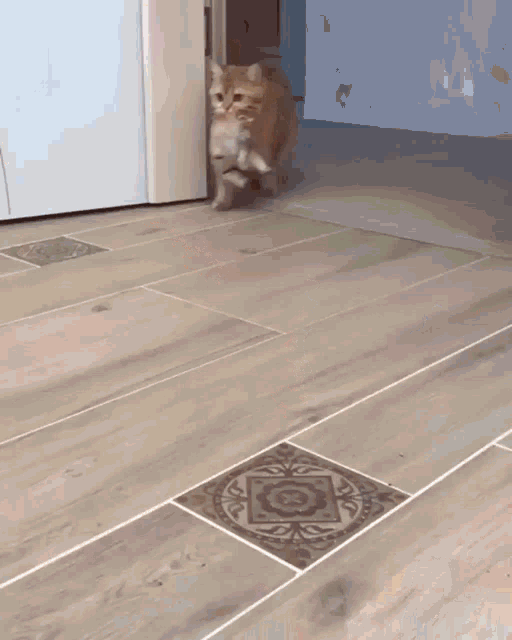 a cat walking on a tiled floor with a geometric pattern