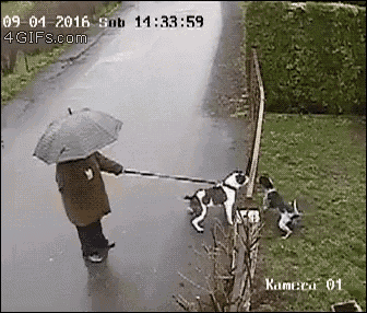 Cat Chases GIF - Cat Chases Dog GIFs