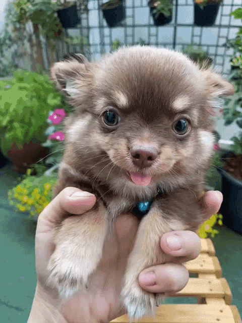 a person is holding a small brown puppy with its tongue out