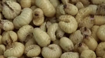 Act Creepy GIF - Act Creepy Larvae GIFs