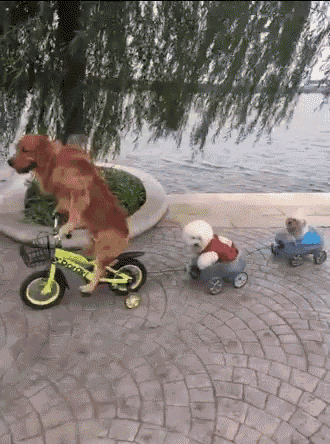 Dogs Cute GIF - Dogs Cute Bike GIFs