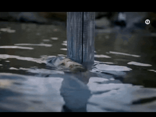 a pole in a body of water with the letter g on the bottom right