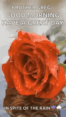 a red rose with water drops on it and the words `` good morning have a great day in spite of the rain ''
