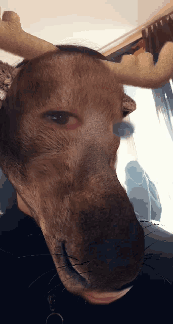 a close up of a moose head with antlers