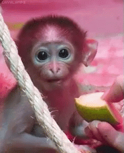 Baby Monkey GIF - Monkey Baby Cute GIFs