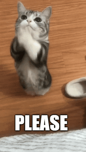 a cat standing on its hind legs with the word please written above it