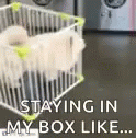 Dogs Cant Stop Me GIF - Dogs Cant Stop Me Funny Animals GIFs