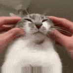 a close up of a person petting a cat 's face with their hands .
