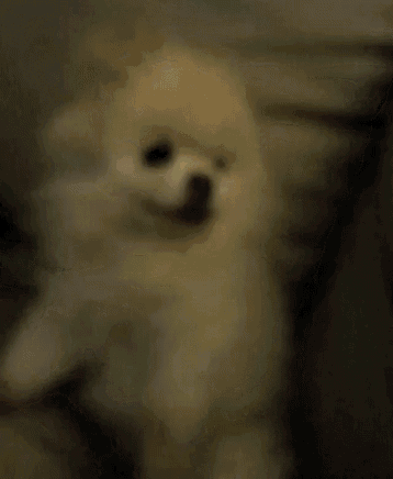 Woof Pomeranian GIF - Woof Pomeranian GIFs