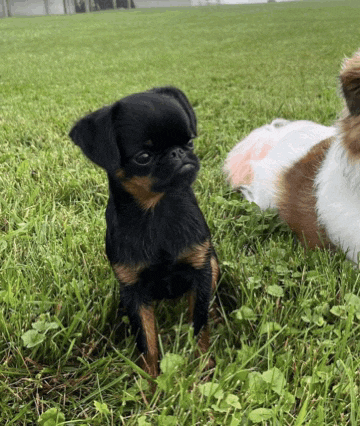 a small black and brown dog is sitting in the grass next to a small guinea pig