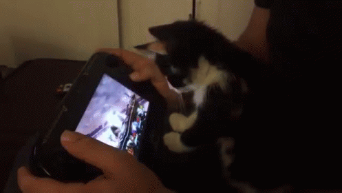 Let Me Play Bro GIF - Kitten Cat Cute GIFs