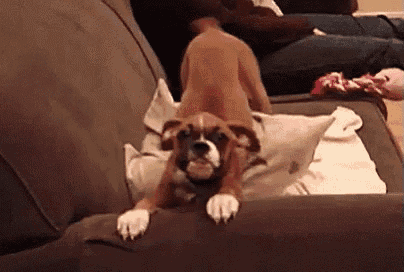 a puppy is laying on a couch with its head on a pillow