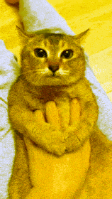 Yellow Tole Cat Tole Tole GIF - Yellow Tole Cat Tole Tole Tole Cat GIFs