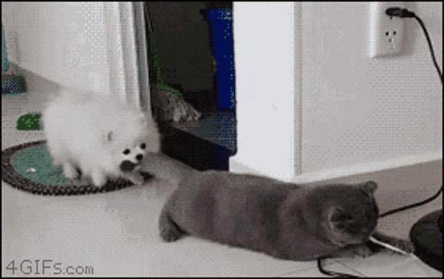 Cats Dogs GIF - Cats Dogs Lunchtime GIFs
