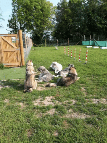 Kratu Family GIF - Kratu Family Dogs GIFs