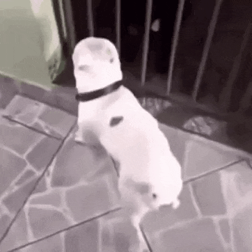 a white dog with a black collar is standing on a tiled floor .