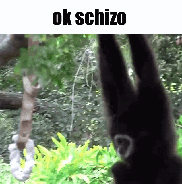 Ok Schizo Ok GIF - Ok Schizo Ok Schizo GIFs