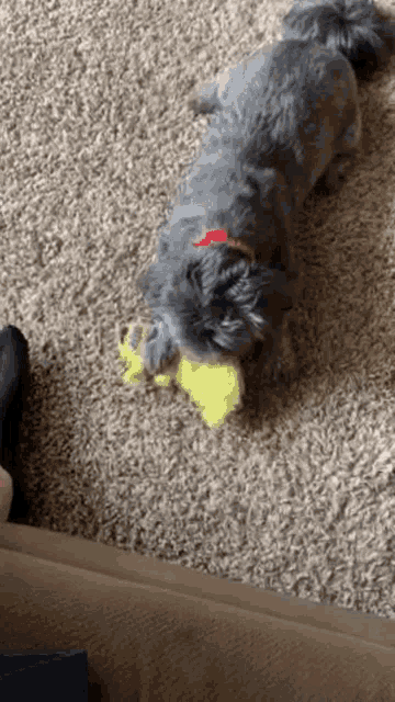 a small dog with a red collar is playing with a yellow stuffed animal