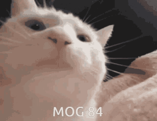 Mog84 Mogcat GIF - Mog84 Mog 84 GIFs