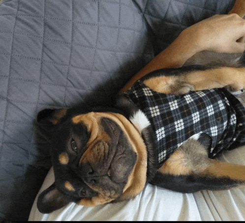 a dog wearing a plaid shirt laying on its back on a bed