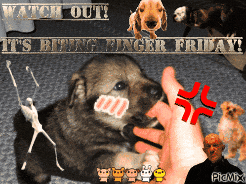 a picture of a puppy biting a person 's finger with the words " watch out it 's biting finger friday " above it