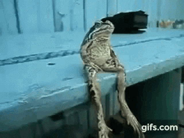 Chill Frog GIF