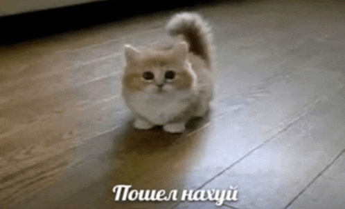 a small kitten is walking on a wooden floor with russian writing .
