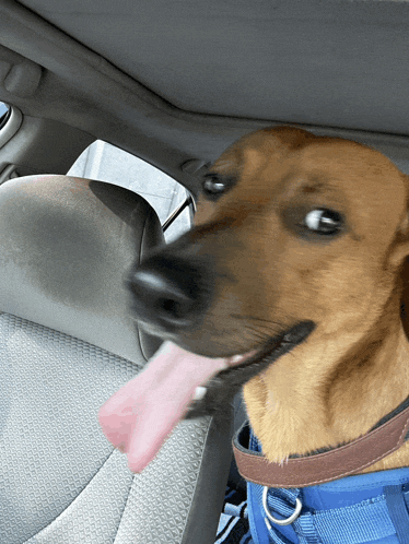 a brown dog sticking its tongue out in a car
