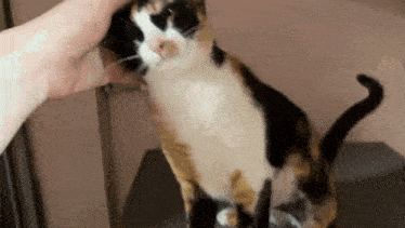 a calico cat is being petted by a person 's hand while sitting on a table .