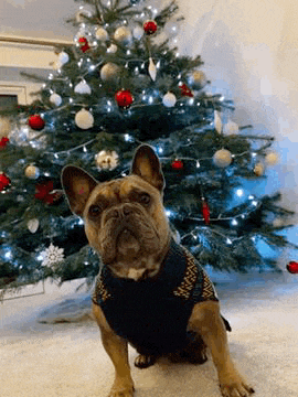 a french bulldog is sitting in front of a christmas tree wearing a sweater .