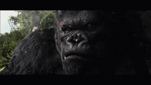 a close up of a gorilla 's face in a dark forest