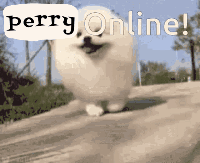 Perry Online GIF - Perry Online Perry Online GIFs