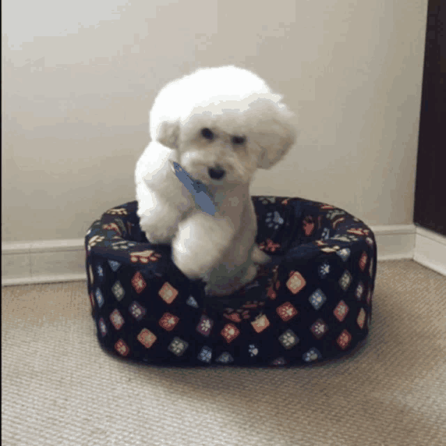 a small white dog is sitting on a dog bed