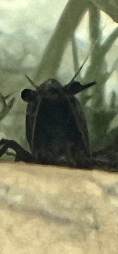 a close up of a frog with a very long neck
