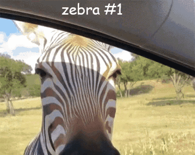 Zebra Zebra1 GIF - Zebra Zebra1 Zebraseries GIFs