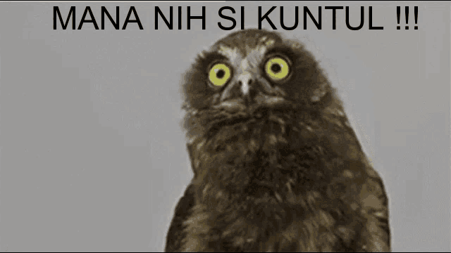 a picture of an owl with the words mana nih si kuntul