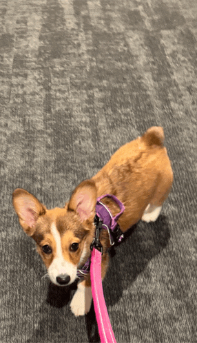 a brown and white dog wearing a pink leash and harness