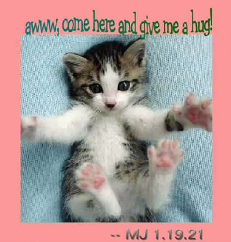Kitten Hug GIF - Kitten Hug GIFs