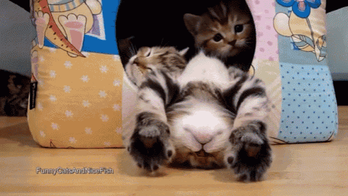 two kittens laying on their backs in a funny cats and mice fish ad