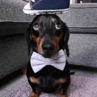 a dachshund wearing a bow tie is sitting on a couch .