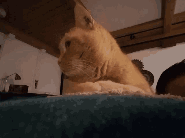an orange cat is laying on a blue blanket in a room