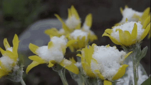 yellow and white flowers covered in snow and ice