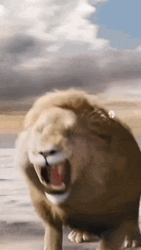a close up of a lion with its mouth open and a cloudy sky in the background .