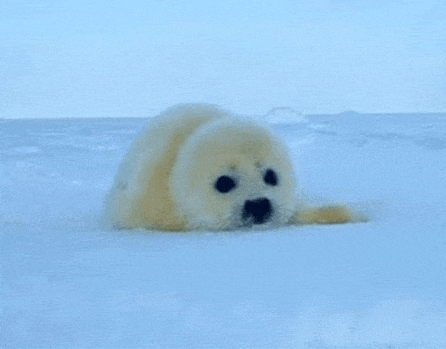 a baby seal is laying on its back in the snow .