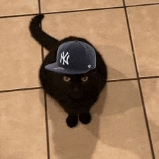 a black cat wearing a new york yankees hat is sitting on a tile floor .