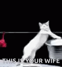 This Is Your Wife Cat GIF - This Is Your Wife Cat Laundry GIFs