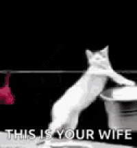 a white cat is standing next to a bucket and a t-shirt .