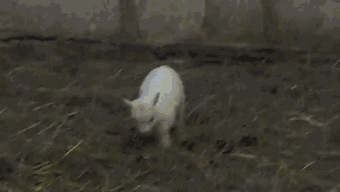 a small white goat is standing in the hay .